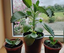 Plant  Mother of Thousands
