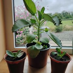 Plant  Mother of Thousands