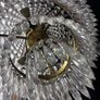 Chandelier Image 10