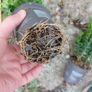 Box Hedging Image 5