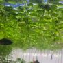 Amazon Frogbit - floating plants Image 6