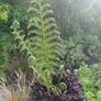 4ft dicksonia Antarctica tree fern Image 7