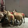 12 super charlois breeding ewe lambs Image 5