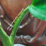 Monstera Standleyana Image 5