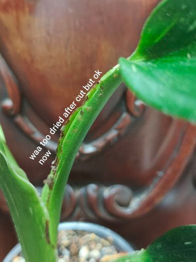 Monstera Standleyana