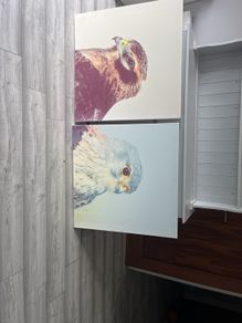 large canvas hawks 32+32 inch