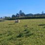 Hoggets Image 4