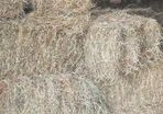 hay