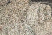 hay