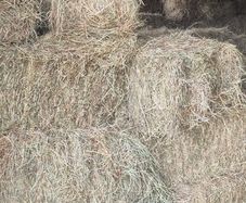 hay