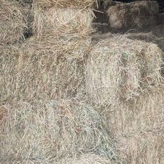 hay