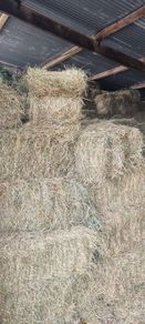 Square bales hay