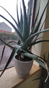 Giant Aloe Vera plant