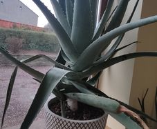 Giant Aloe Vera plant