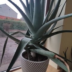 Giant Aloe Vera plant