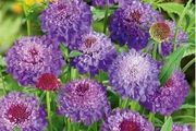 (S) Sweet Scabious Purple seeds (603404)