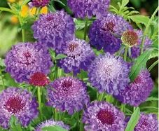 (S) Sweet Scabious Purple seeds (603404)