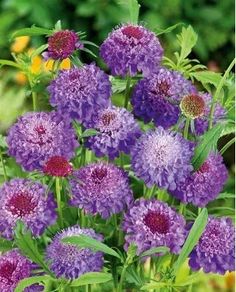 (S) Sweet Scabious Purple seeds (603404)
