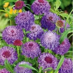 (S) Sweet Scabious Purple seeds (603404)