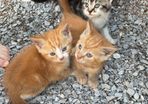 kittens