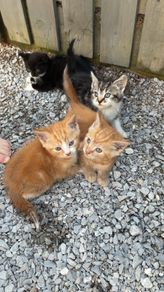 kittens