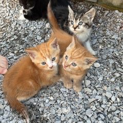kittens