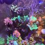 Reef Corals Image 8