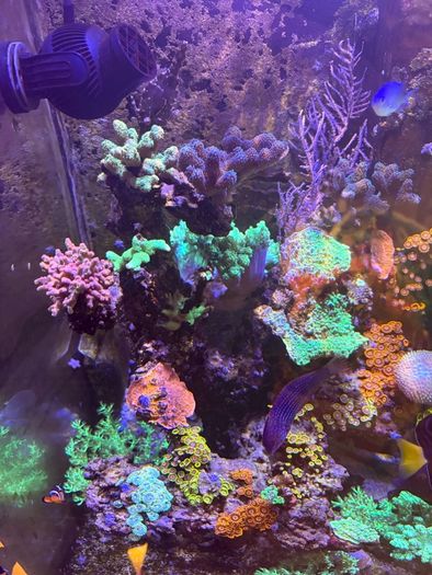 Reef Corals