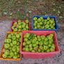 Organic Apples Image 2