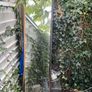 garden Image 2