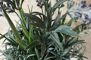 Artificial Lavender Plant