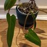 Philodendron Painted Lady - updated photos Image 7