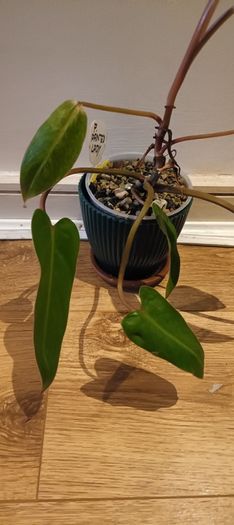 Philodendron Painted Lady - updated photos