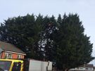 Johnson Tree Services Image 10