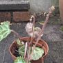 Strawberry Begonia (Saxifraga stolonifera) Image 4