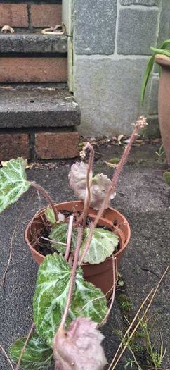 Strawberry Begonia (Saxifraga stolonifera)