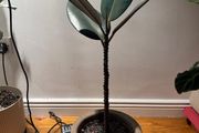 Ficus elastica (Rubber Plant) with italian terracotta