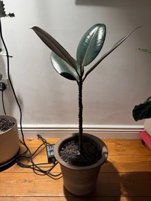 Ficus elastica (Rubber Plant) with italian terracotta