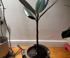 Ficus elastica (Rubber Plant) with italian terracotta