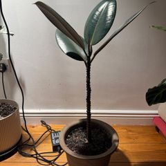 Ficus elastica (Rubber Plant) with italian terracotta