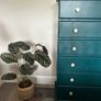 Solid Pine Chest of Drawers, Emerald Green Image 5