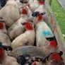 Ewe lambs Image 7