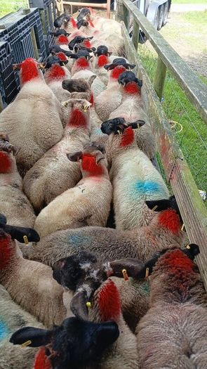 Ewe lambs