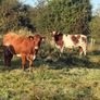 x20 heifers for sale at Ballymahon Mart Image 2