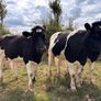 Pedigree In-calf British Friesian Heifers Image 7