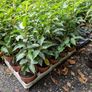 Laurel Hedging Cheap One Euro Image 10
