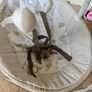 Graco Baby Swing Image 4