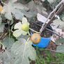 Fig Trees Image 3