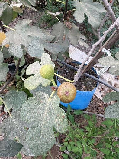 Fig Trees