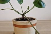 Interior plant